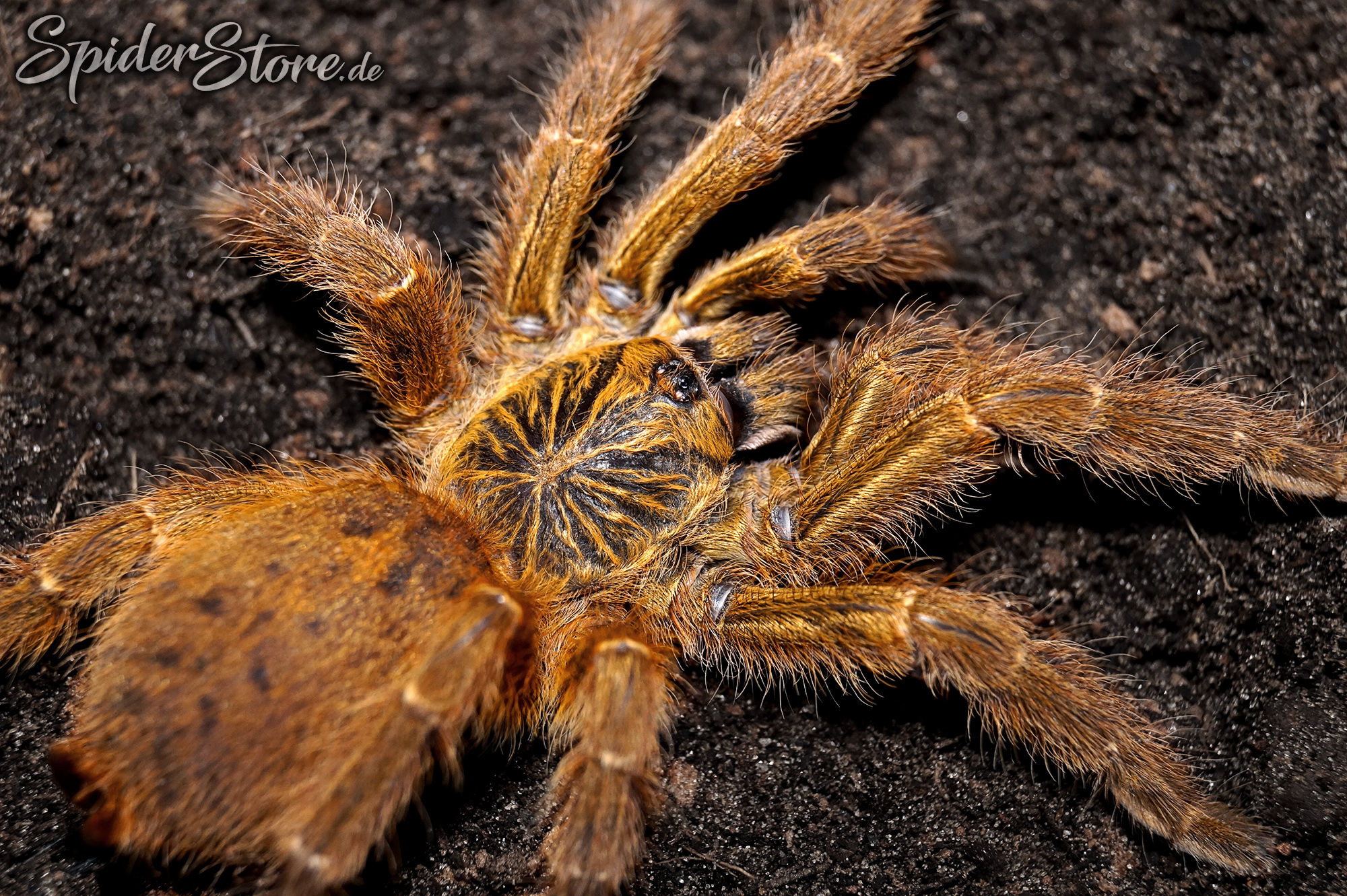 Pterinochilus murinus rcf